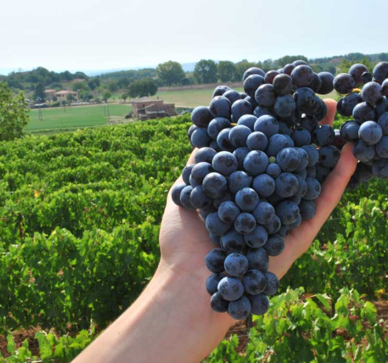 Montepulciano, Siena, Italia, 5 Stanze Stanze,1 BagnoBagno,Tenuta Agricola,Cantine e Vigne,1175
