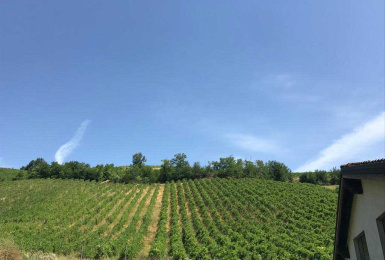 Valle Versa, Pavia, Italia, ,Tenuta Agricola,Cantine e Vigne,1177