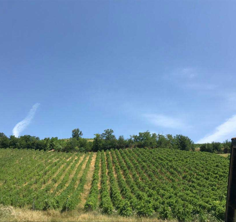 Valle Versa, Pavia, Italia, ,Tenuta Agricola,Cantine e Vigne,1177
