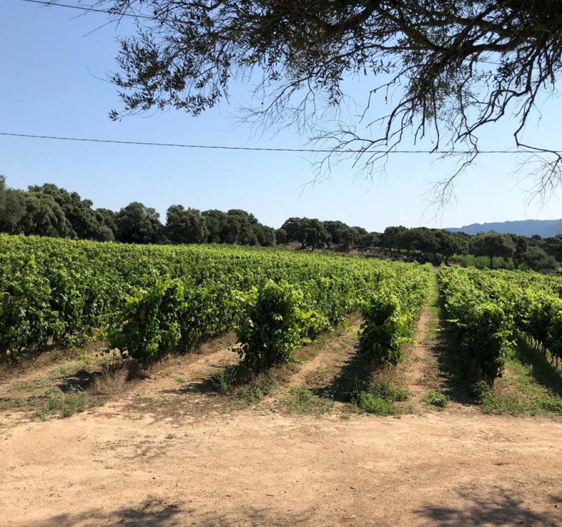 vigneti di vermentino in Gallura