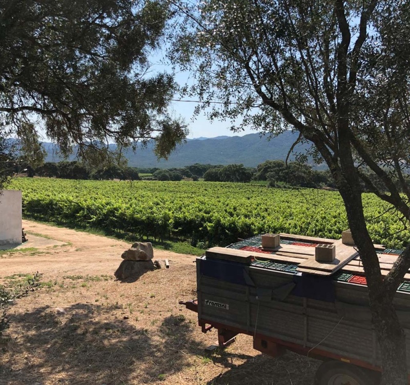 Vigneto in Gallura