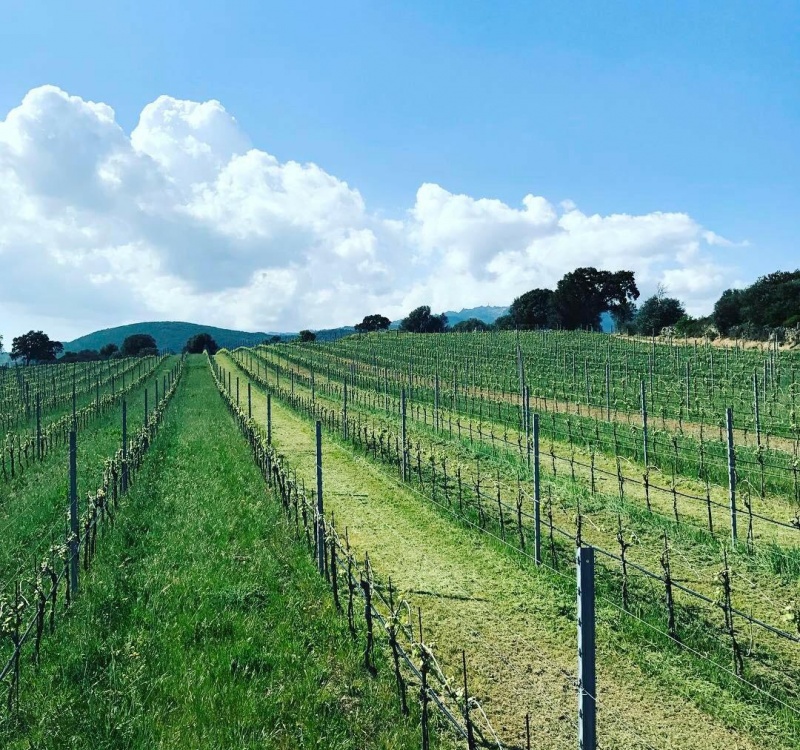 vigneto vermentino in gallura