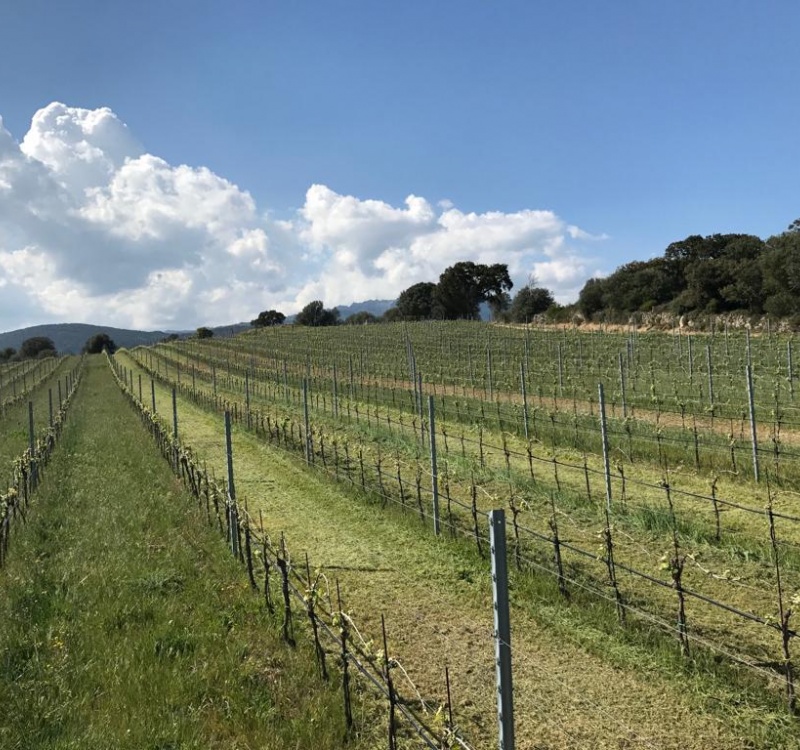 vigneto vermentino in gallura