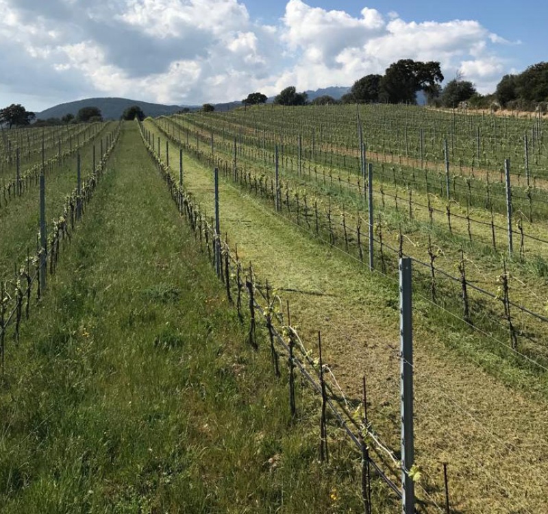 vigneto vermentino in gallura