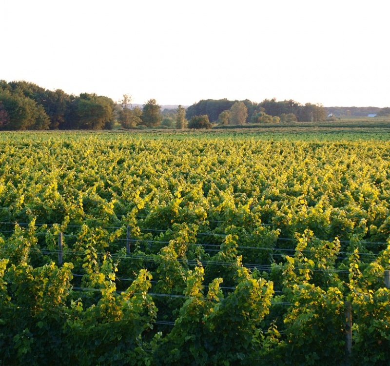 viti varie uve vigneto Arba