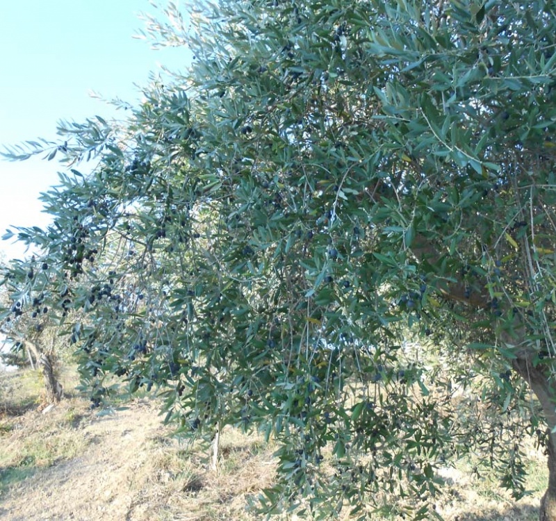 olivi carichi  di olive