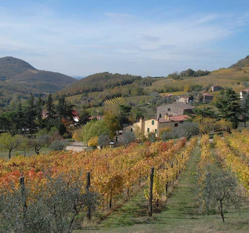 il vigneto con sfondo agriturismo