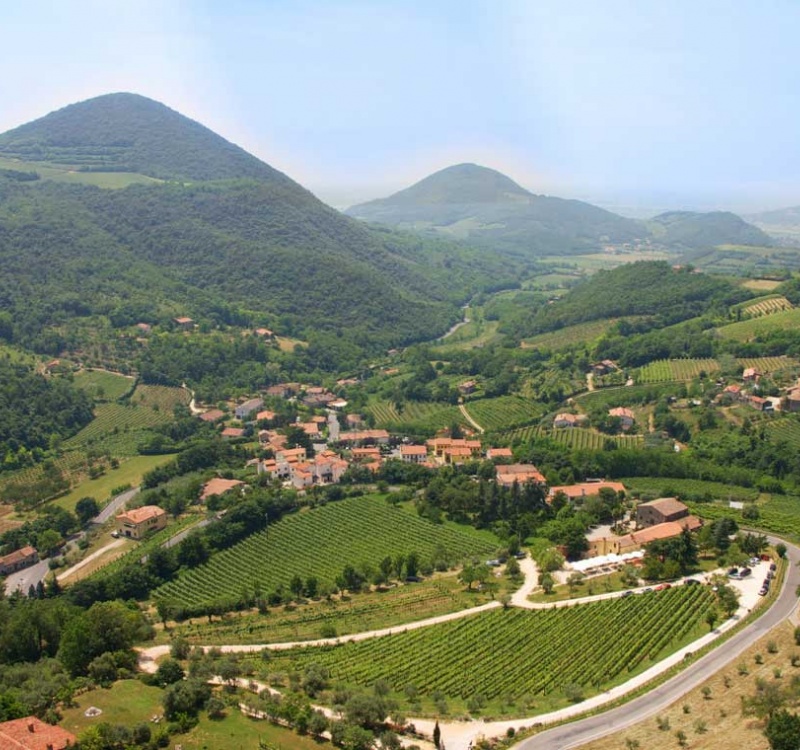 vista del podere con 2 vigneti