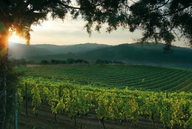 Vulture, Potenza, Italia, ,Tenuta Agricola,Cantine e Vigne,1064