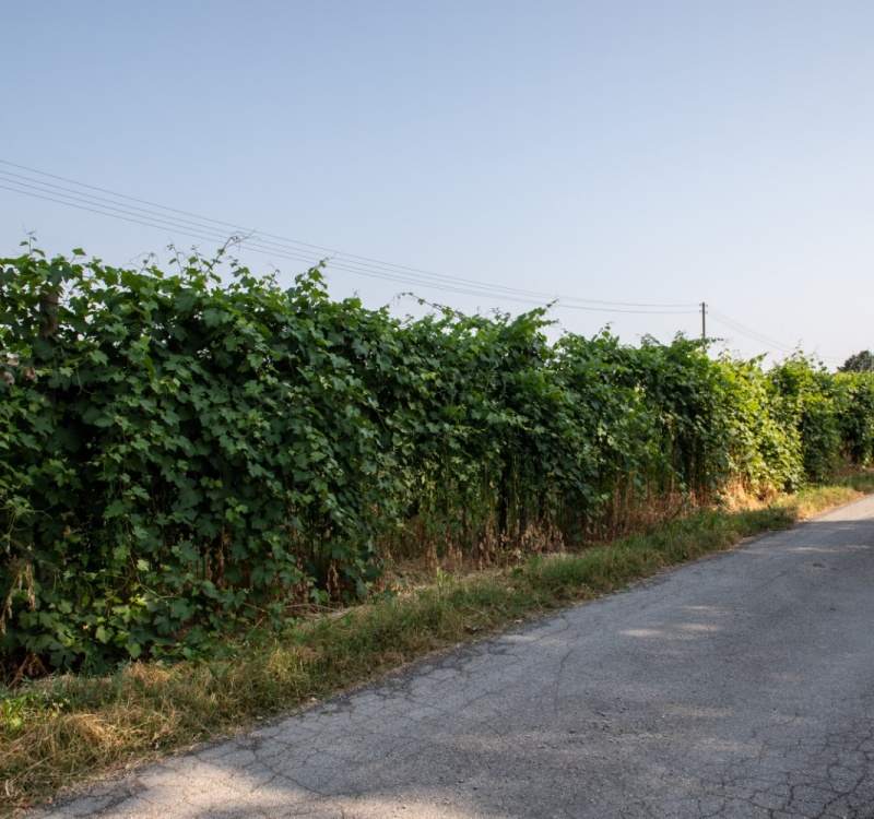 vigneto della tenuta Carpi