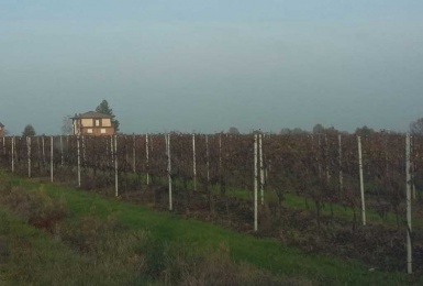 Tenuta vitivinicola Alessandria