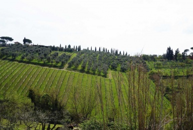 Montalcino Tenuta vitivinicola e agriturismo 