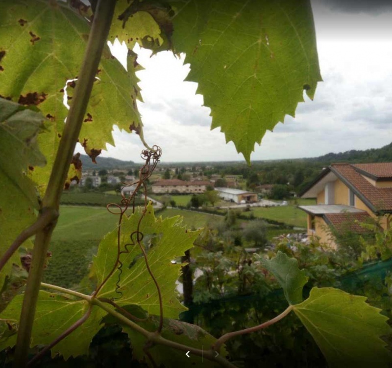 panorama dalle viti dei  Colli Orientali