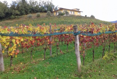 vigne nella collina