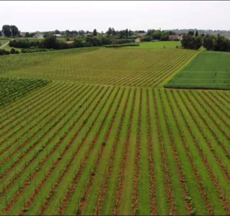 Tarcento, Udine, Italia, ,Tenuta Agricola,Tenute Agricole Vinicole,1077