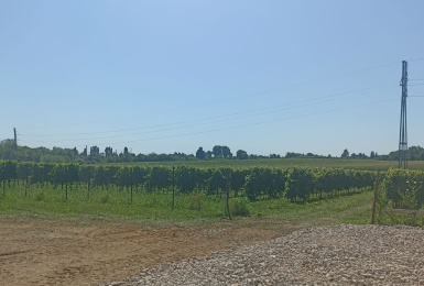 Tarcento, Udine, Italia, ,Tenuta Agricola,Tenute Agricole Vinicole,1077