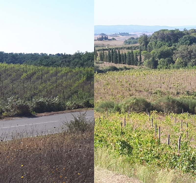 Dettagli dei vigneti  nel chianti classico