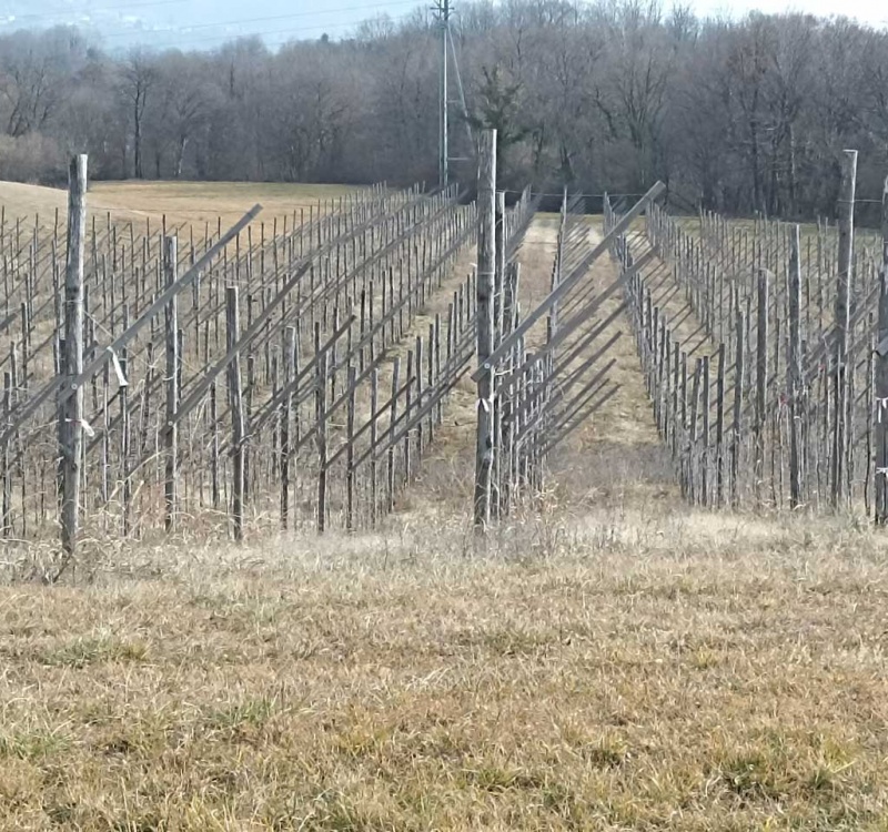 Artegna, Udine, Italia, ,Tenuta Agricola,Terreni Agricoli,1086