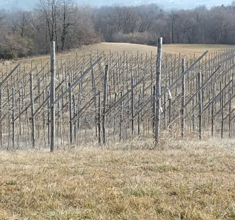 Artegna, Udine, Italia, ,Tenuta Agricola,Terreni Agricoli,1086