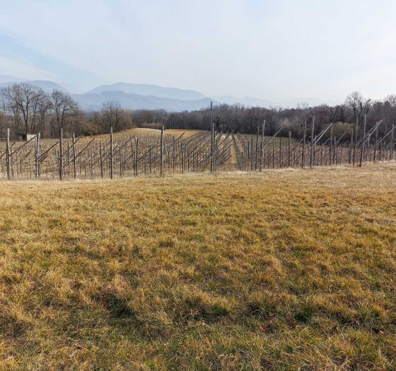 Artegna, Udine, Italia, ,Tenuta Agricola,Terreni Agricoli,1086